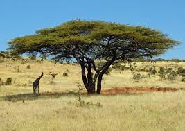 The Magickal Acacia Tree | Speaking of Witch Wands & Magickal Things