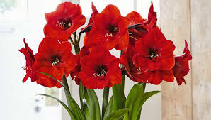 Amaryllis Legends and Fun Facts | Gardener's Supply