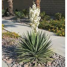 Mark Davies Seeds|Adams needle yucca filamentosa